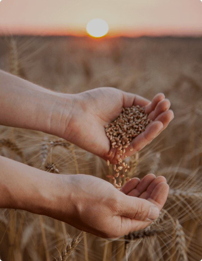 qualita chicchi d'orzo